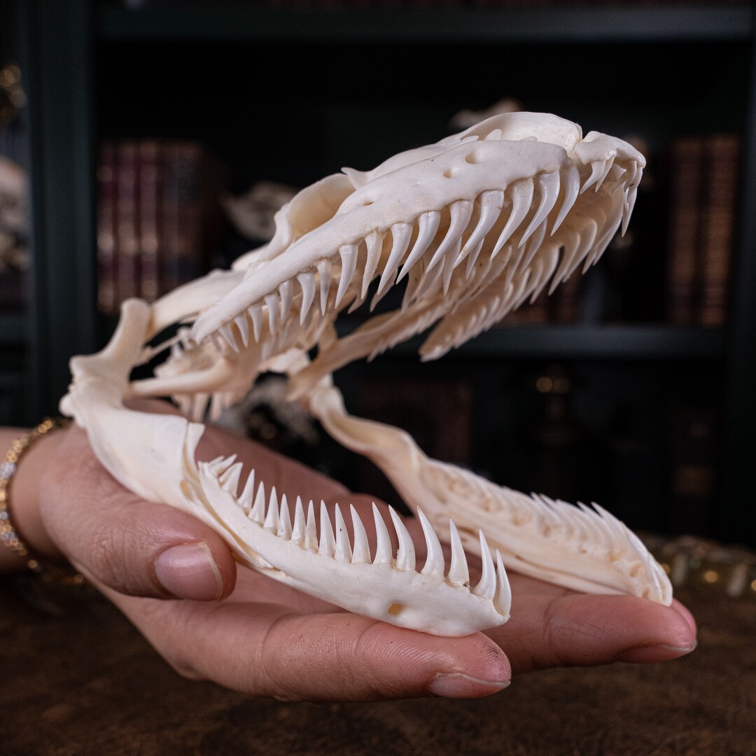 Real 13 Cm Python Skull Snake Skull Snake Skeleton - Etsy