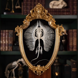 Puede incluir: Un espécimen de raya blanca esquelética exhibido en un marco dorado adornado con fondo negro. La raya está posicionada con sus alas extendidas y su cola enroscada debajo.