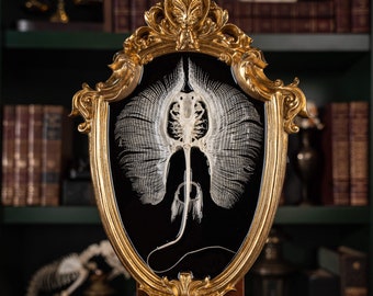 アカエイの骨格 本物の魚の剥製 | 航海ゴシック装飾、海をテーマ