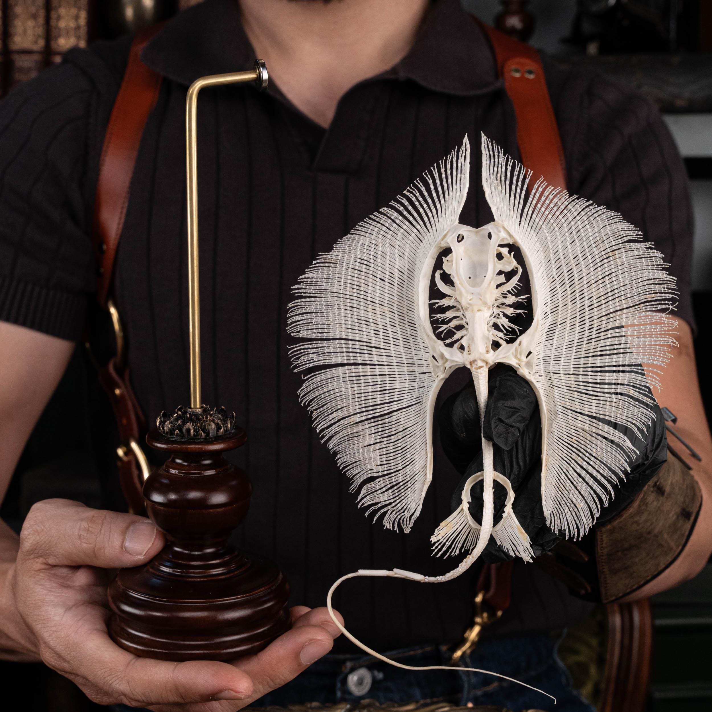 アカエイの骨格 本物の魚の剥製 | 航海ゴシック装飾、海をテーマにした