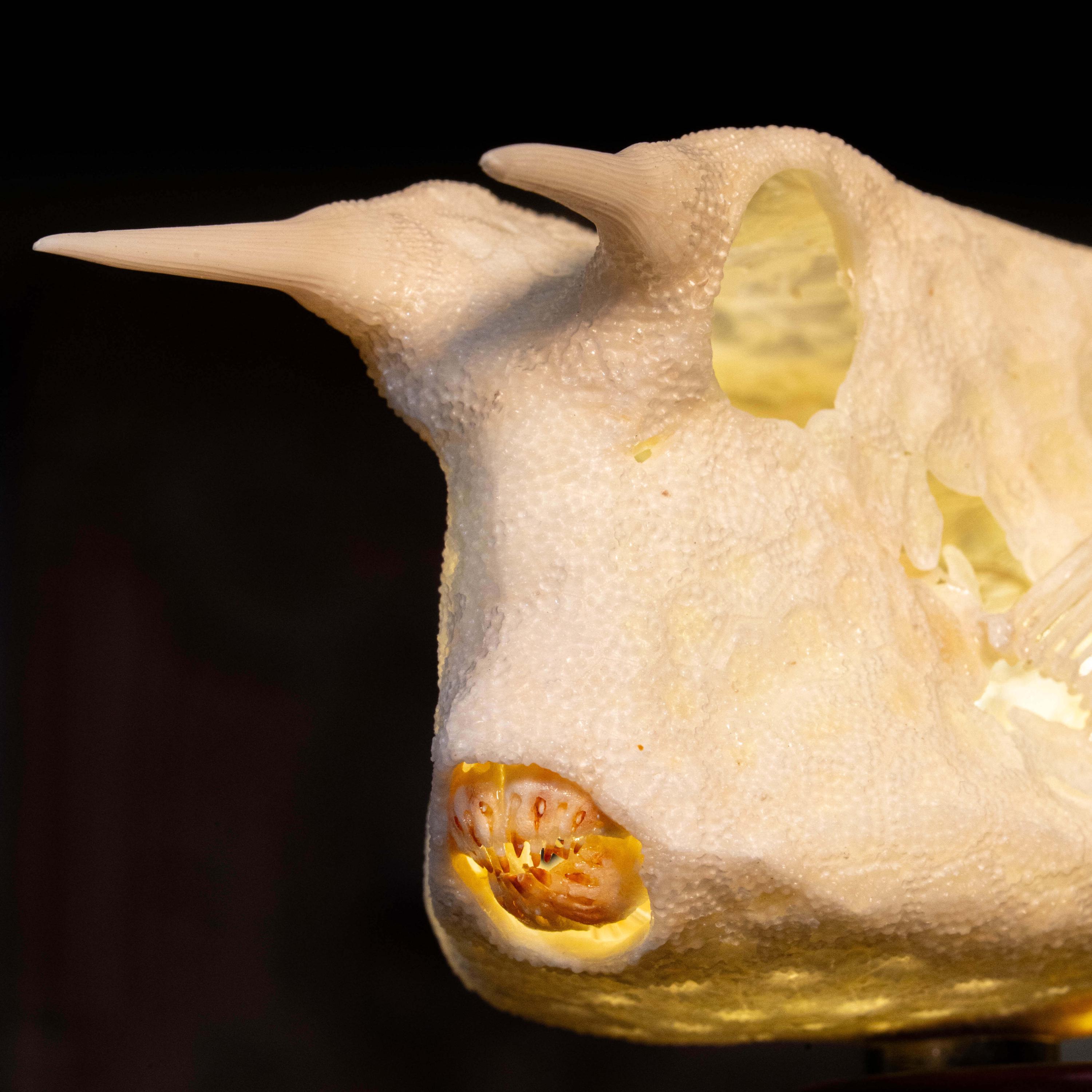 Cow Fish Skeleton