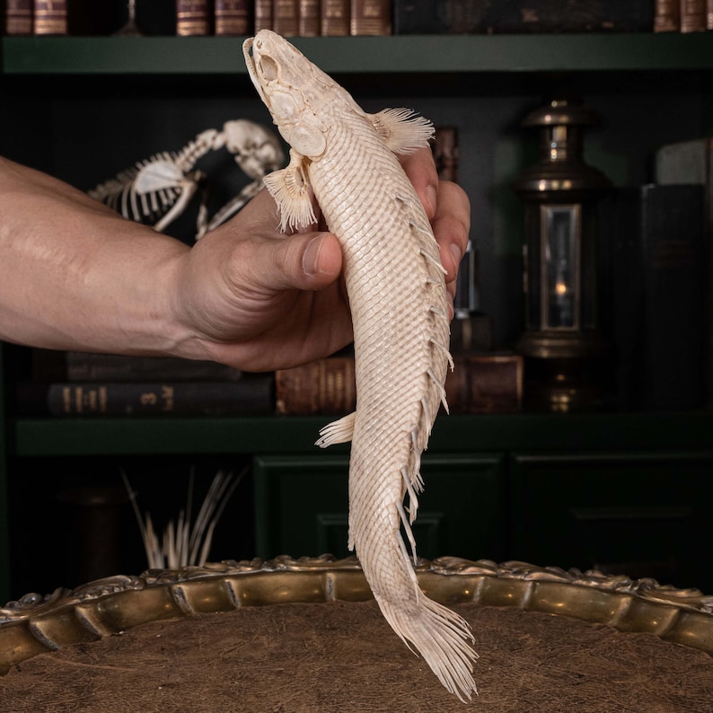 Mottled Bichir skeleton, Polypterus Weeksii 
Museum collection specimen 
Oddities and curiosities 
fully skeletonized fish 
fish with exoskeleton, tough scales 
Full fish skeleton
fish with skeleton looks like Coelacanthiformes (Coelacanths)