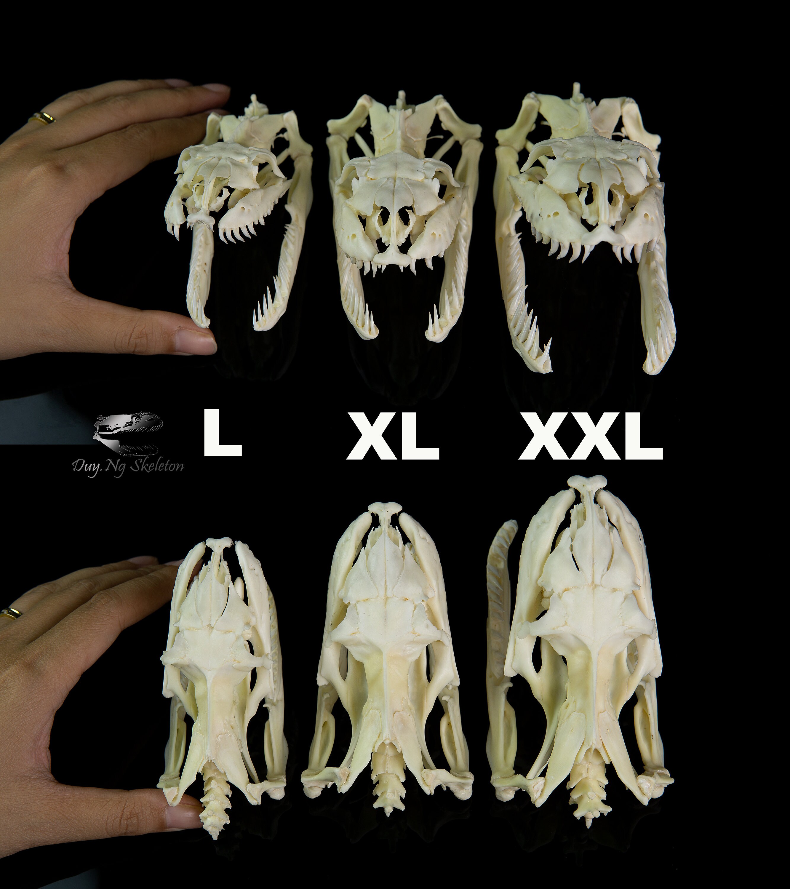 Real Python Skull 11.5 cm XXL Snake skull Snake skeleton | Etsy