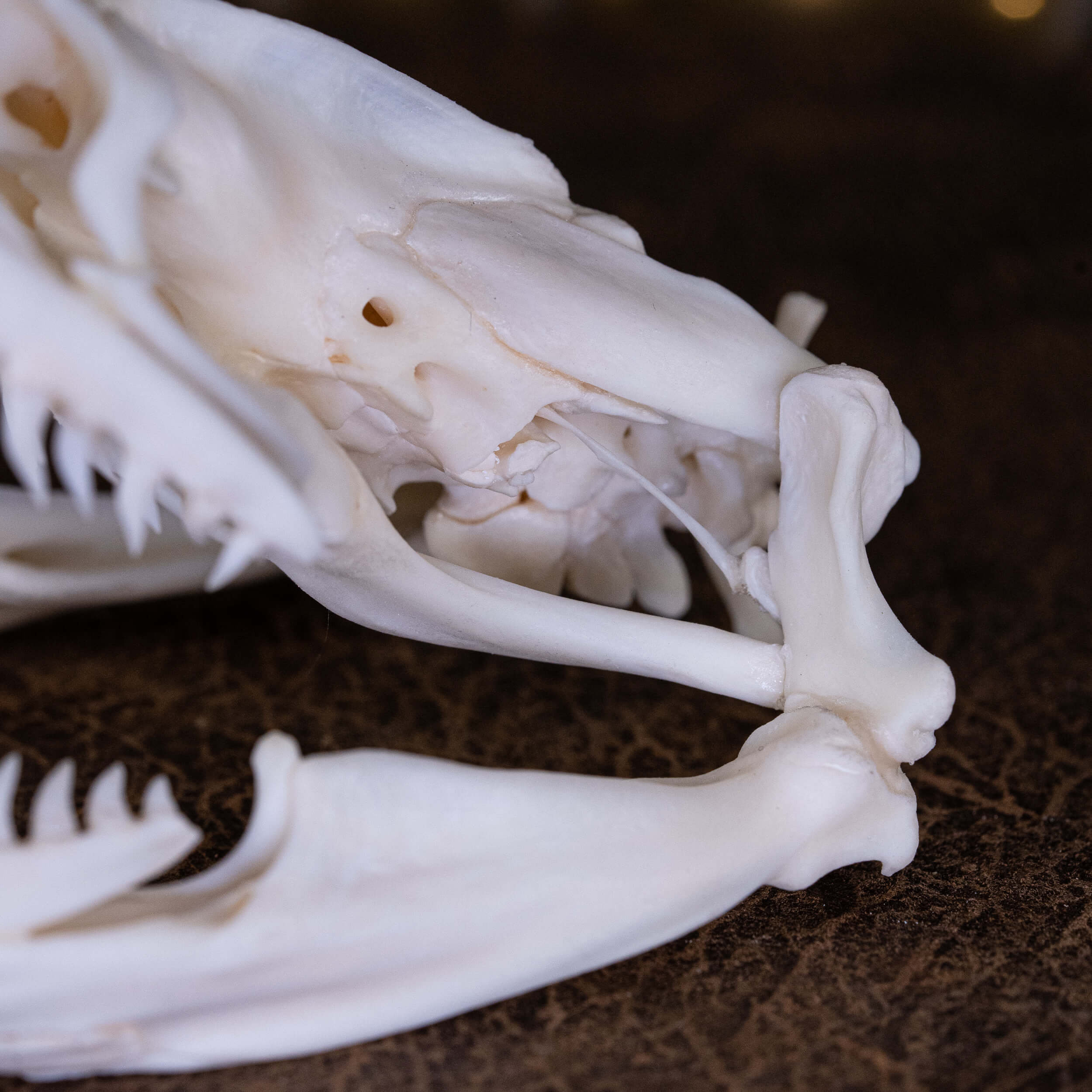 Real Python Skull – 11.5 Cm Snake Skull, Taxidermy, Skeleton, Natural Bone