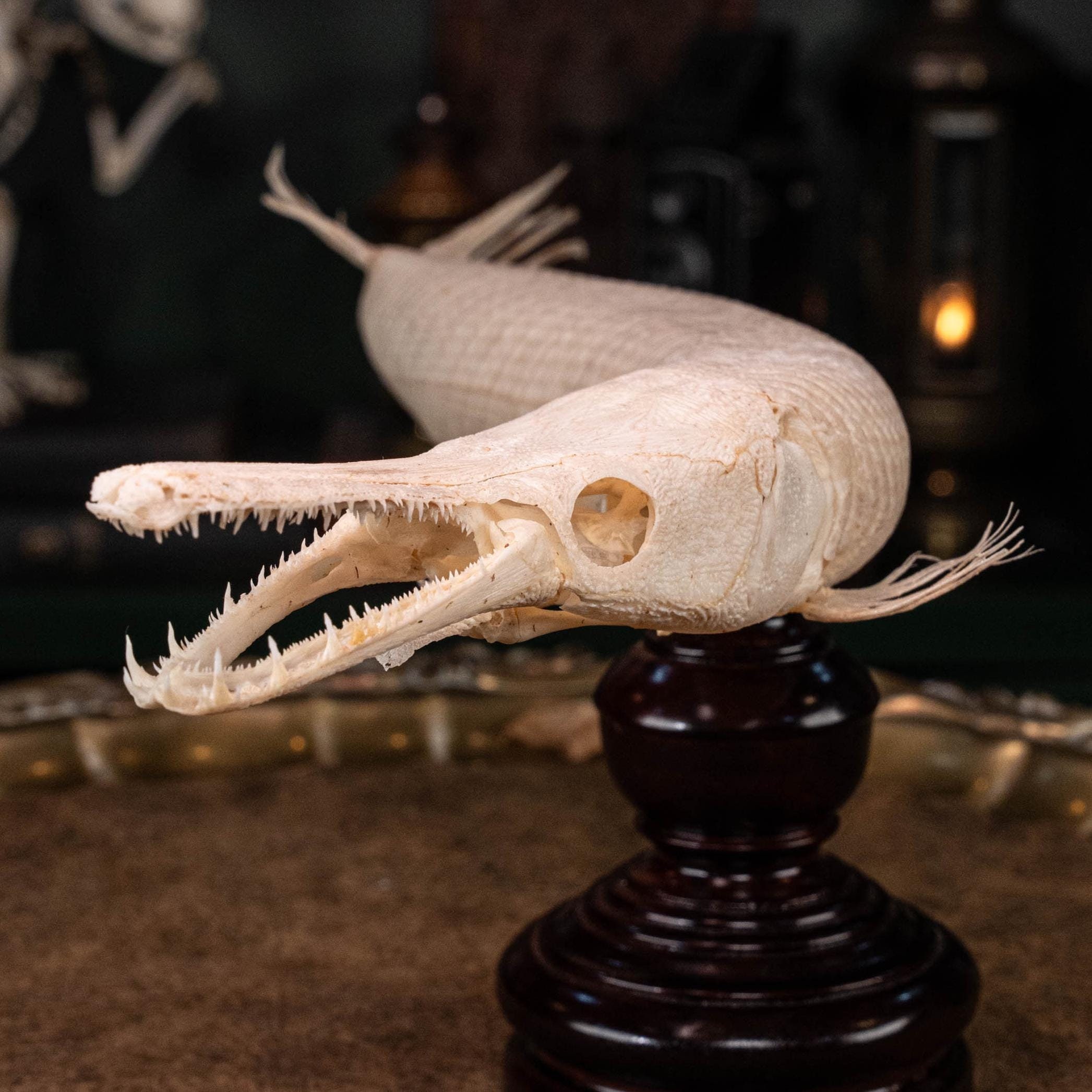 Real Alligator Gar Skeleton Fish Skeleton Taxidermy Oddities Collector Home Decor Curiosities Animal Specimens Scientist Office Decor Etsy