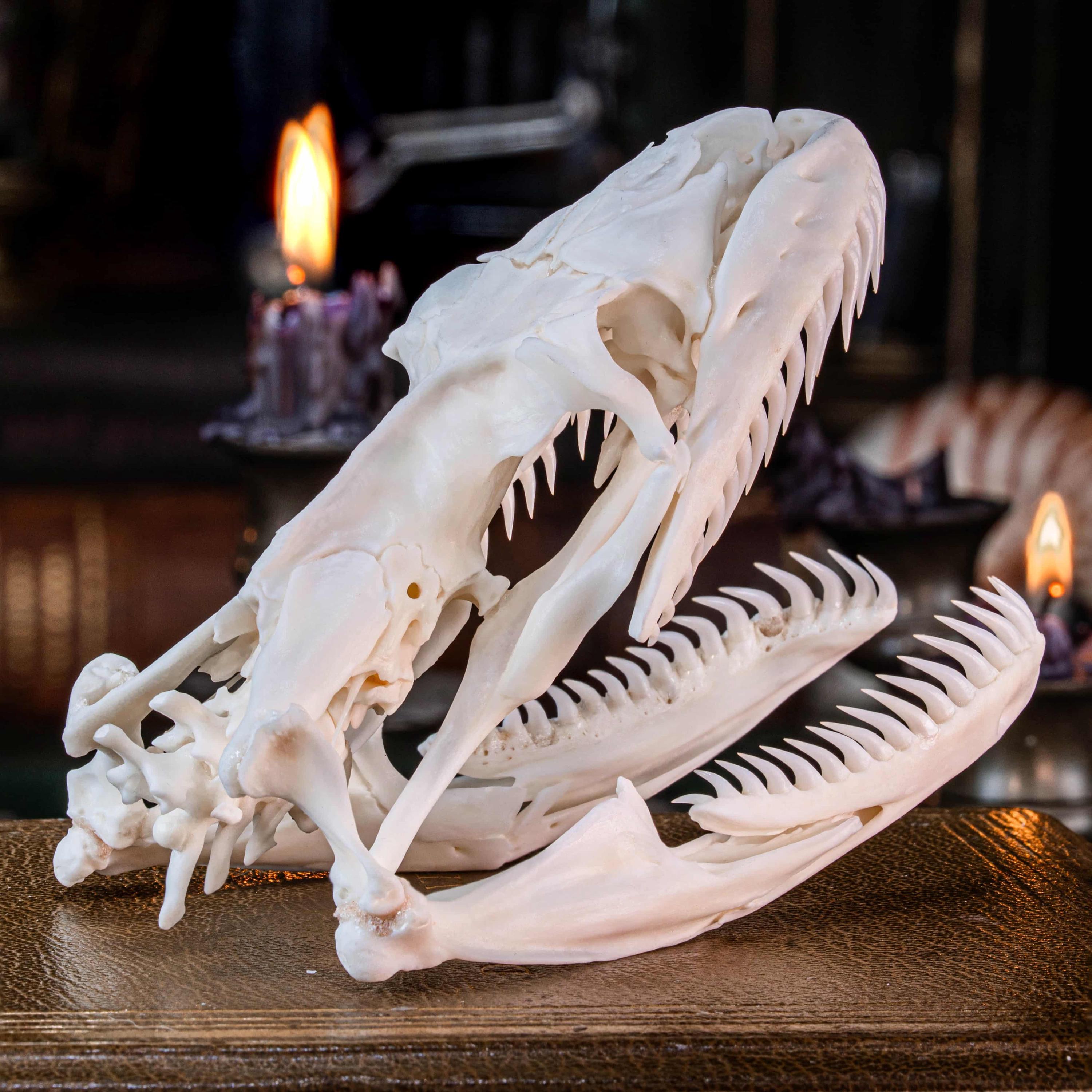 本物のパイソンの頭蓋骨 11 cm ヘビの骨格 剥製 珍品 珍品