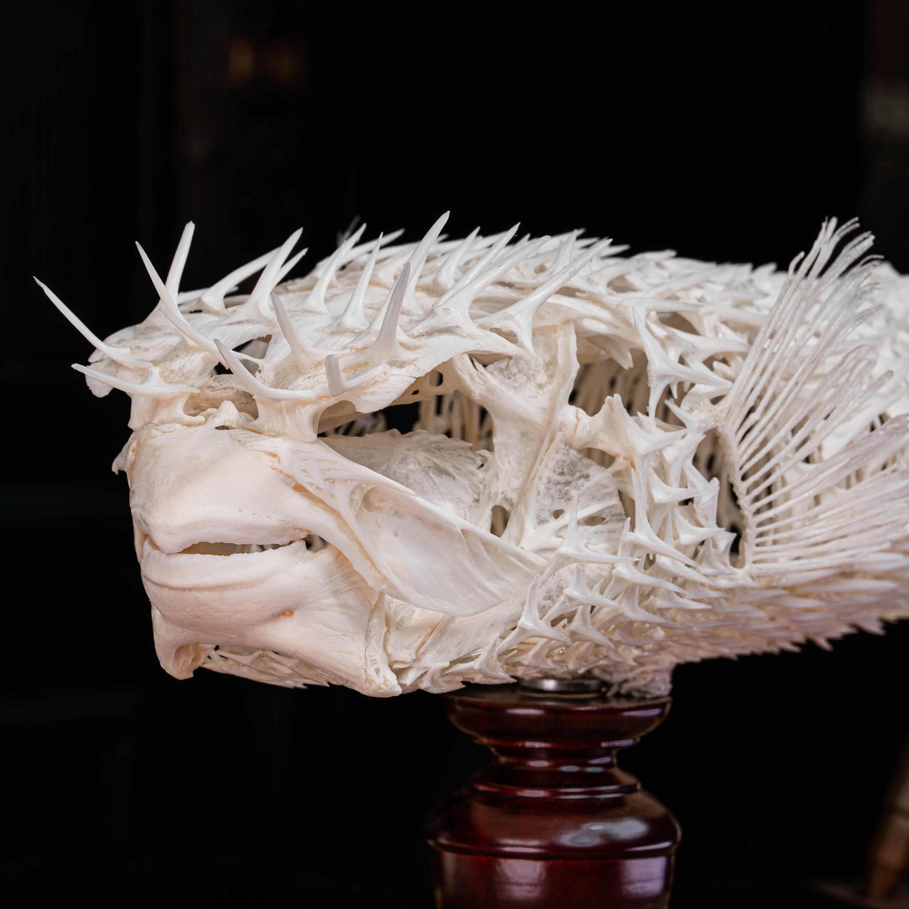 ハリセンボンの骨格 本物の魚の剥製 - 海洋生物学の珍奇、自然史