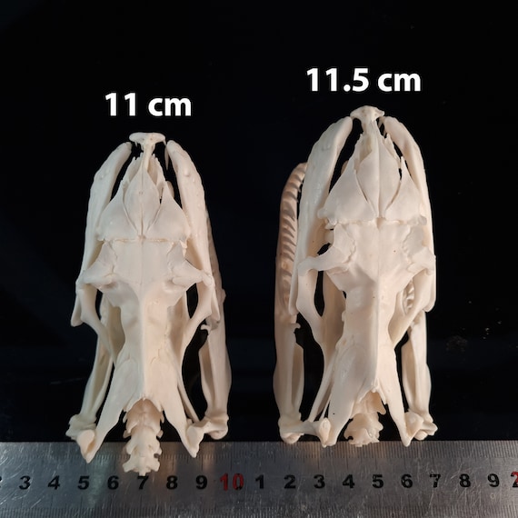 本物のパイソンの頭蓋骨 11 cm ヘビの骨格 剥製 珍品 珍品