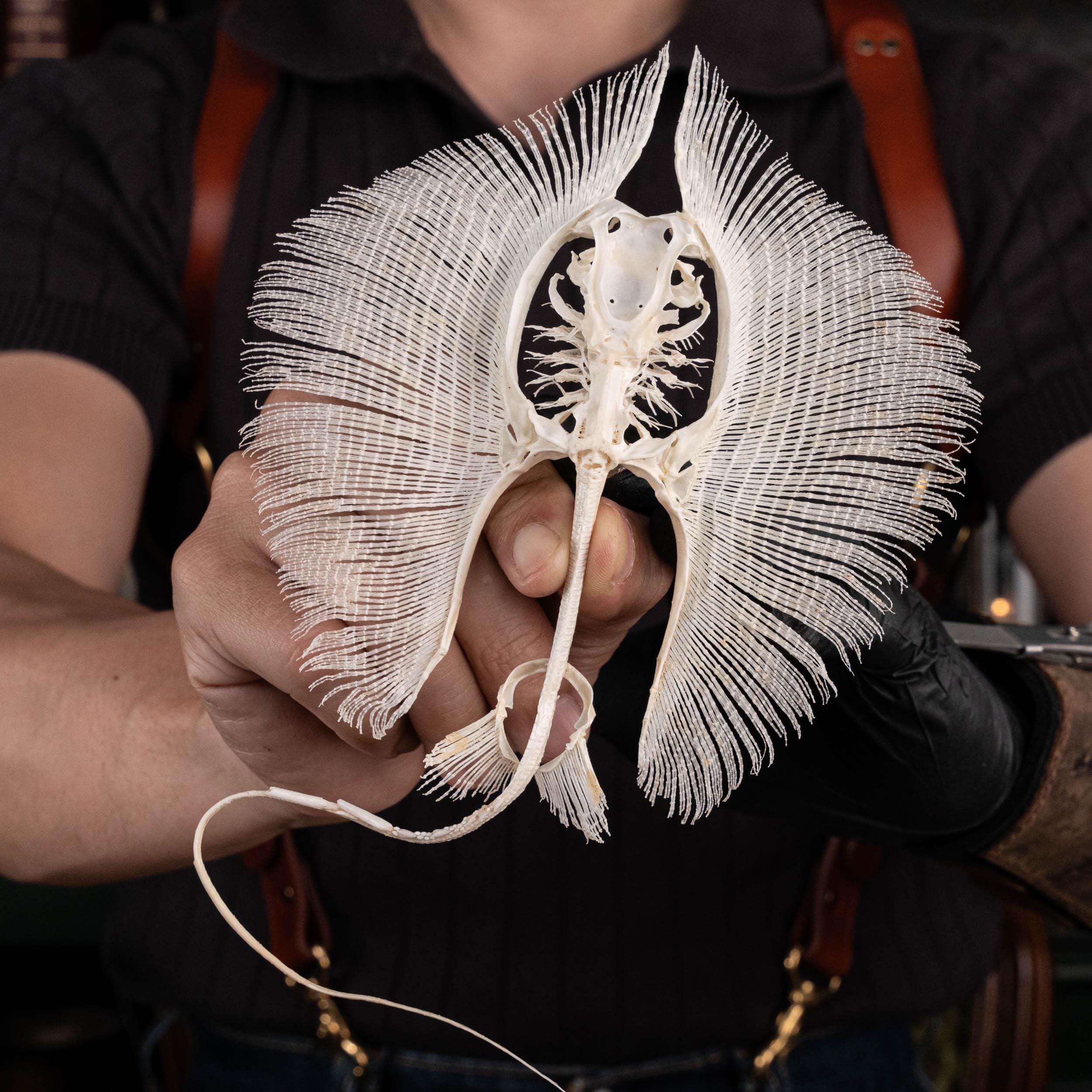 アカエイの骨格 本物の魚の剥製 | 航海ゴシック装飾、海をテーマにした