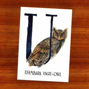 3 x cartão postal "U é para Usambara Eagle-Owl"
