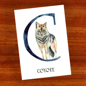 3 x ansichtkaart "C is voor Coyote"