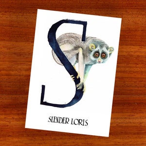 3 x ansichtkaart "S is voor Slender Loris"
