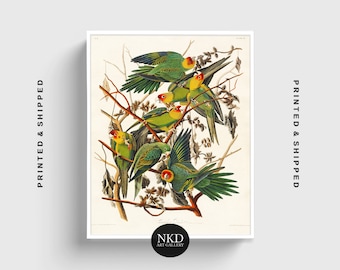 Havell Audubon American Carolina Parrot Zoology 12X16 Inch Framed Art Print