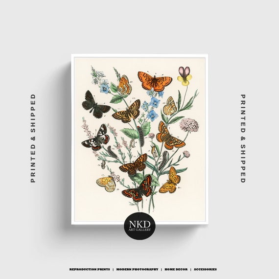Butterfly Print No 2 European Butterflies And Moths Etsy
