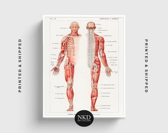 Nerves of the Human Body Unframed Bookplate Print Human Anatomy Print Human Nervous System Chart SC00036