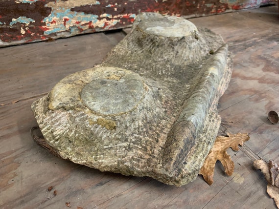 Vintage Weathered ANCIEN PIERRE FOSSILE Ammonite Orthoceras