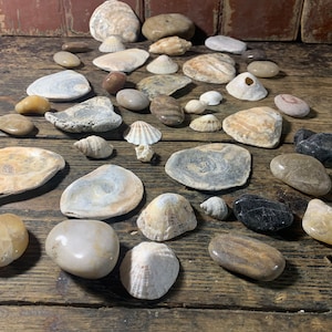 May include: A collection of seashells and stones in various shapes, sizes, and colors. The shells are mostly white and beige, while the stones are brown, gray, and black.