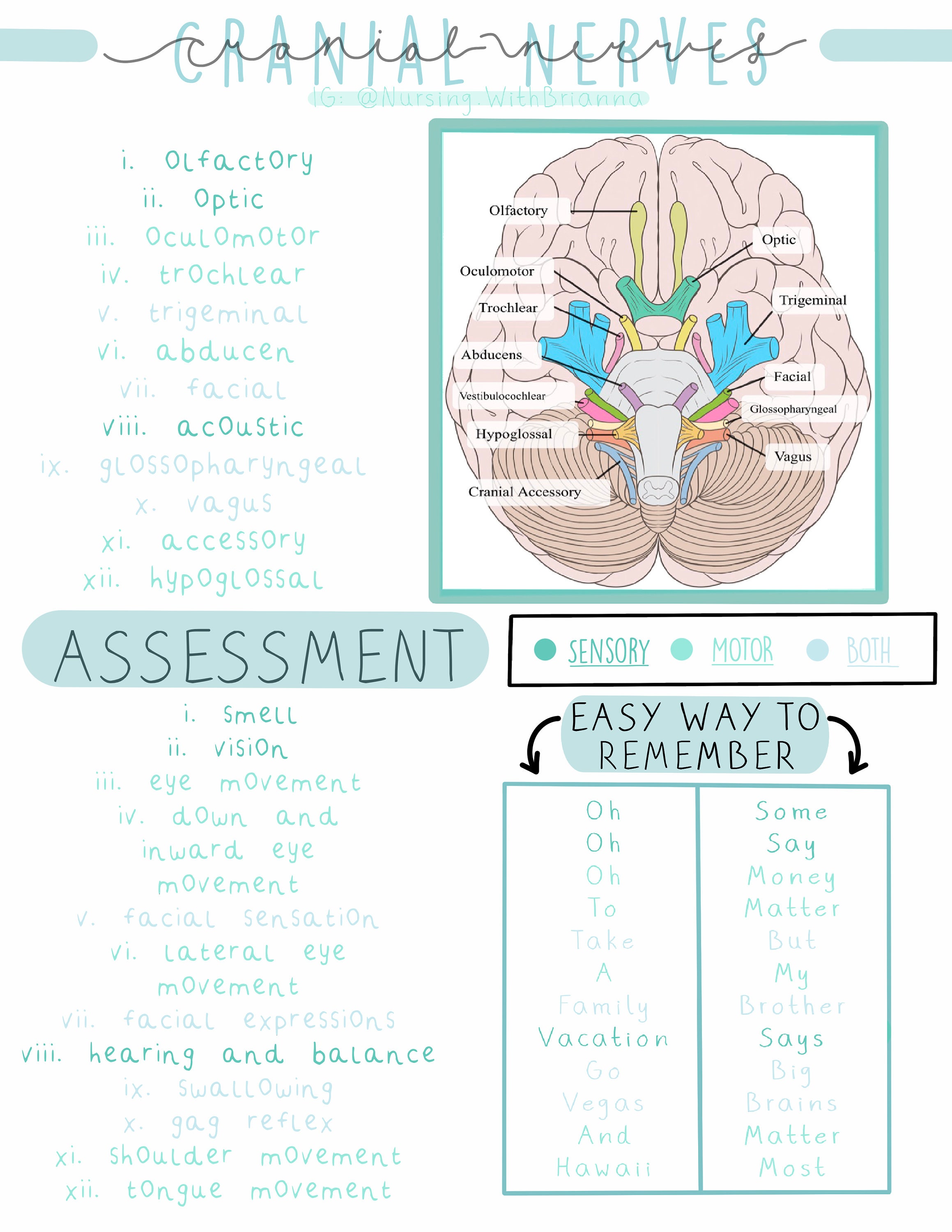 The Essentials: Cranial Nerves PDF | Etsy