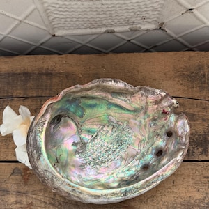 May include: An iridescent abalone shell with a pearlescent sheen, displaying shades of green, blue, and pink. The shell has a textured surface and a natural, organic shape. A white flower rests beside the shell on a rustic wooden surface.