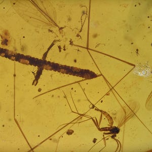 Millipede with several Diptera, Fossil insect inclusion in Burmese Amber