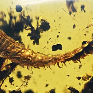 Detailed Diplopoda (Millipede) Fossil inclusion in Burmese Amber