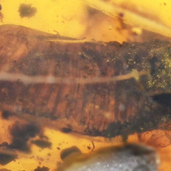 Blattodea (Cockroach) egg sac, Fossil inclusion in Burmese Amber