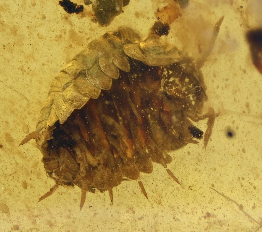 Detailed Terrestrial Crustacean isopod Fossil Inclusion In Burmese detailed-terrestrial-crustacean-isopod-fossil-inclusion-in-burmese
