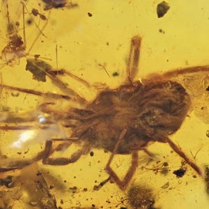 Erythraeidae (Velvet Mite), Fossil insect inclusion in Burmese Amber