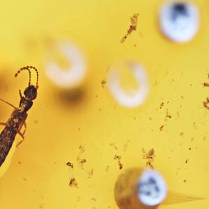 Rare Staphylinidae (Rove Beetle) with Spider, Fossil inclusion in Burmese Amber
