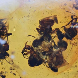 Swarm of Anthophila (Stingless Bee), Fossil insect inclusion in Chiapas Amber