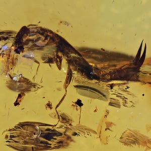 Scarce Dermaptera (Earwig), Fossil insect inclusion in Chiapas Amber