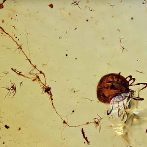 Rare Acari (Hard Round Tick), Fossil Inclusion in Burmese Amber