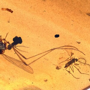Several interesting Nematocera, Fossil inclusion in Burmese Amber