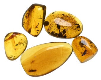 Lot of 5 Coleoptera (Beetle) Fossil inclusion in Burmese Amber