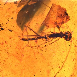 Schaarse phasmatodea (wandelstok), toevoeging van fossielen in Birmese amber