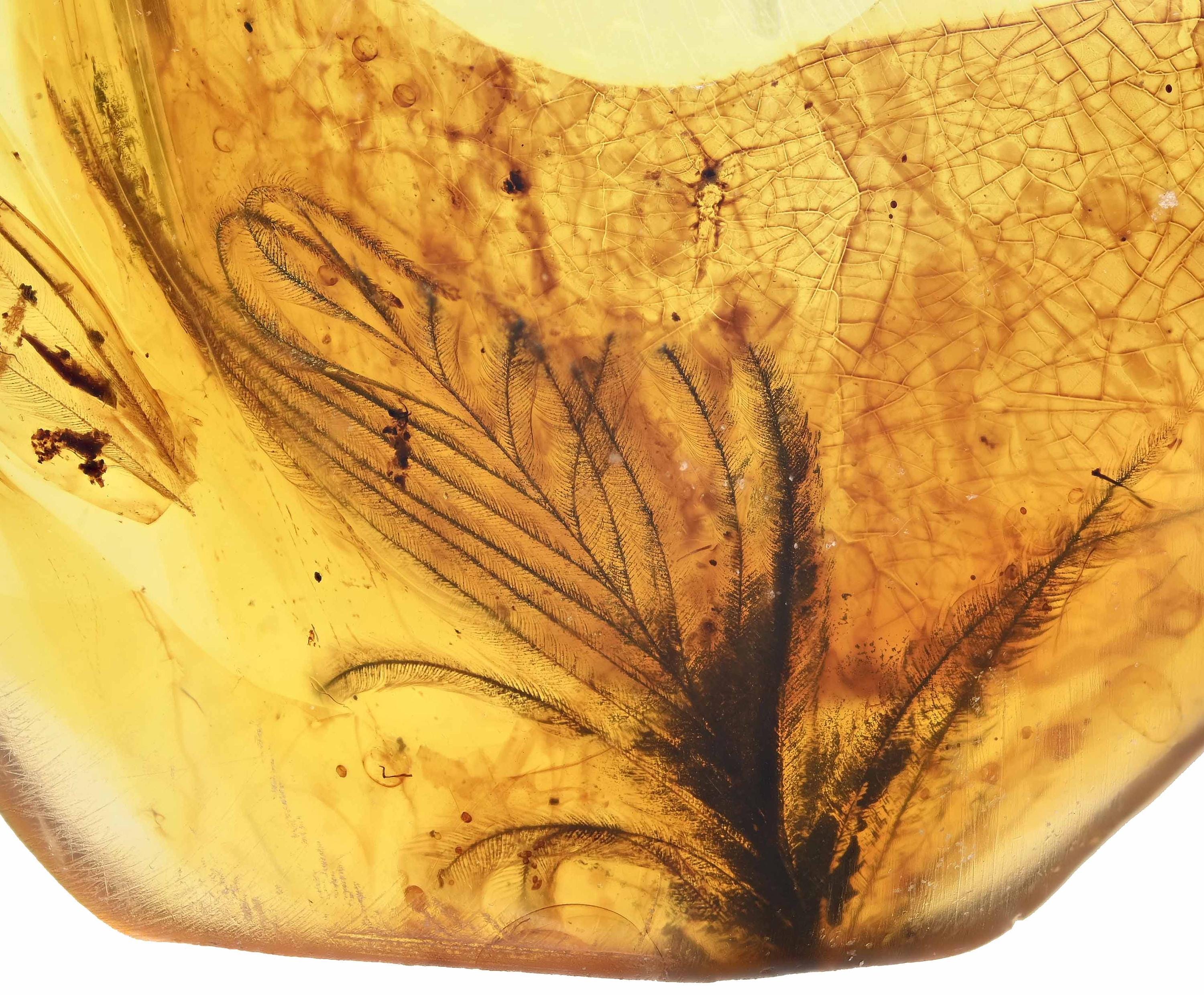 ビルマ産琥珀10個セット、すべて希少な羽毛化石を内包 - Etsy 日本