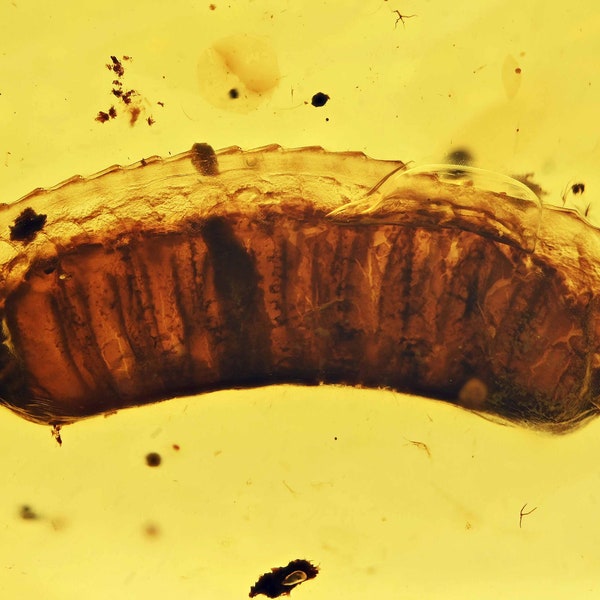 Blattodea (Cockroach) egg sac, Fossil Inclusion in Burmese Amber