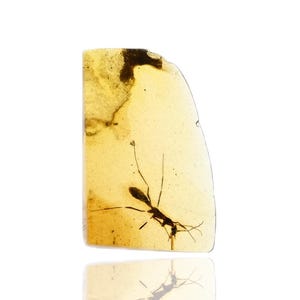 Puede incluir: Un trozo de ámbar amarillo dorado translúcido que contiene un espécimen de insecto preservado. La inclusión fosilizada presenta una hormiga de cuerpo oscuro y esbelto con patas largas y finas y antenas claramente visibles en la resina pulida.