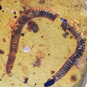Detailed Diplopoda (Millipede), Fossil inclusion in Burmese Amber