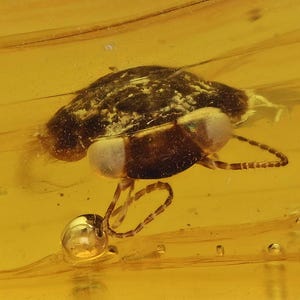 Blattodea (cucaracha), inclusión fósil en ámbar birmano