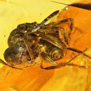 Detailed Aculeata, Formicidae (Ant), Fossil Inclusion in Baltic Amber