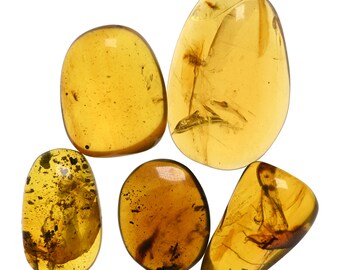 Lot of 5 Coleoptera (Beetle) Fossil inclusion in Burmese Amber