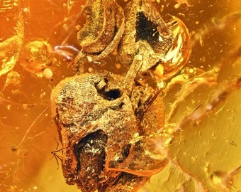 Rare Detailed Oak Flower, Fossil Inclusion in Baltic Amber
