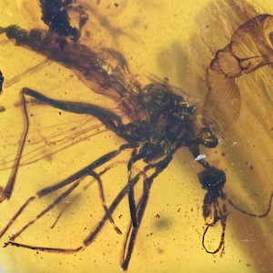 Detailed Nematocera w/ large spider leg Fossil insect inclusion in Burmese Amber