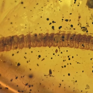 Detailed Diplopoda (Millipede), Fossil insect inclusion in Burmese Amber