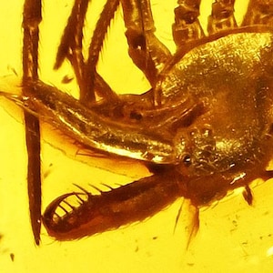 Rare Archaeidae (Assassin Spider), Fossil Inclusion in Baltic Amber