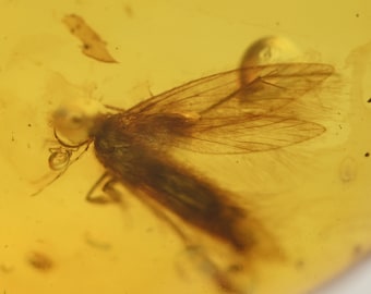 Lépidoptères (mites), inclusion d'insectes fossiles dans l'ambre birman