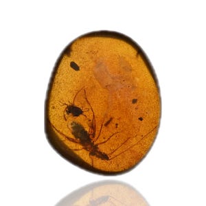 Cricket with Mite, Fossil insect inclusion in Burmese Amber