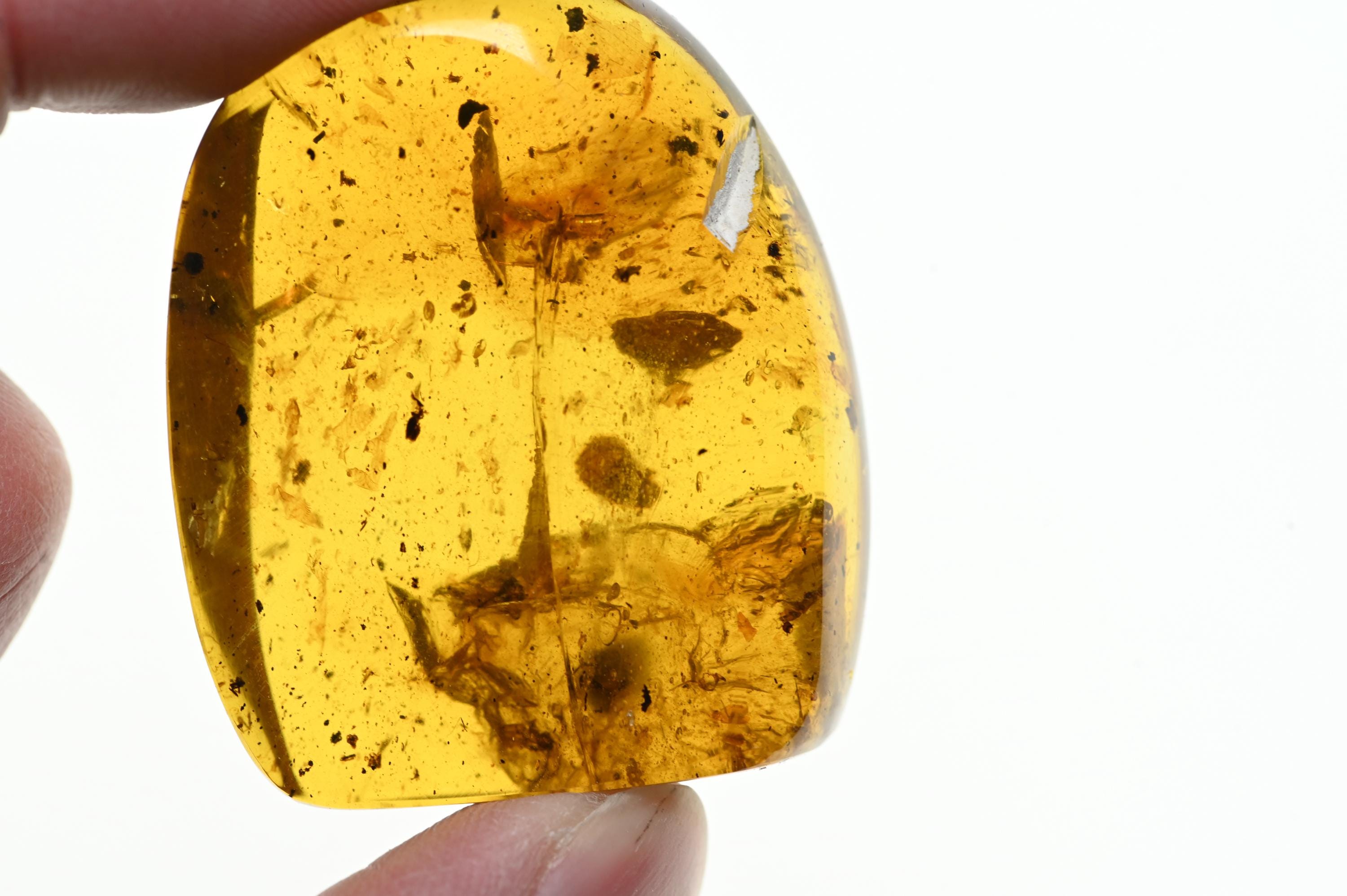 16.88グラムの大きな塊、群集構造、ビルマ産琥珀に含まれる化石含有物