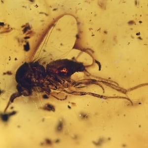 Nematocera (Gnat), Fossil insect inclusion in Baltic Amber